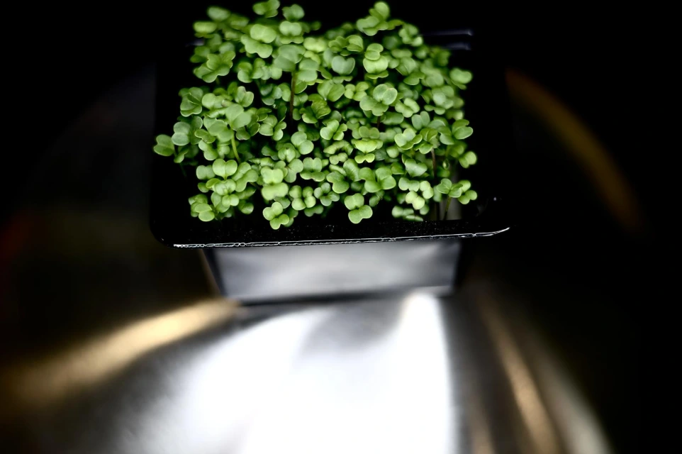 Petites pousses vaud