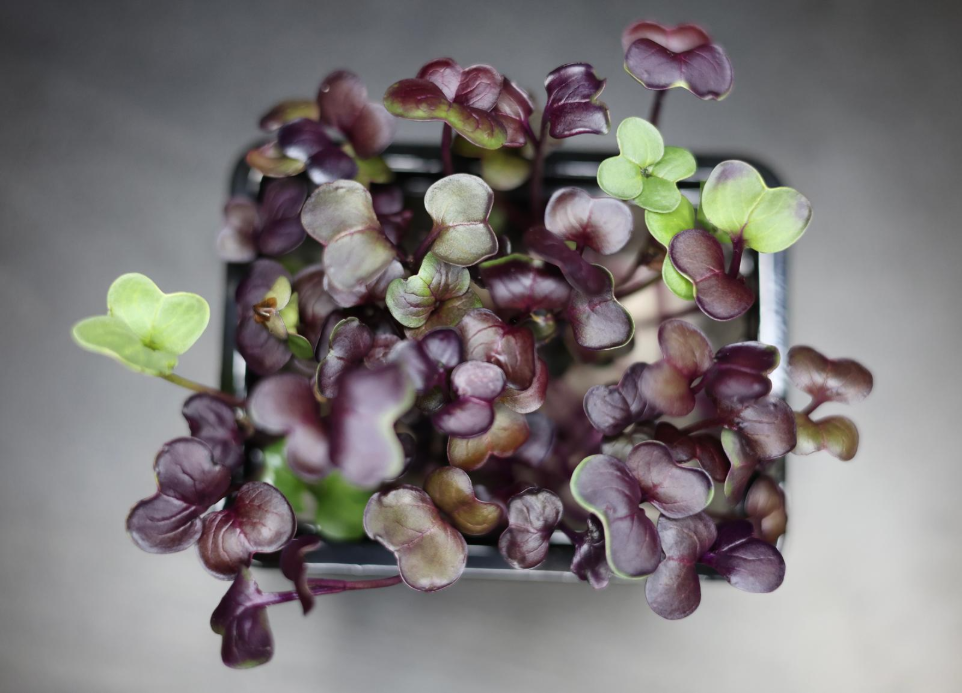 Logo soutien achat local pour micro-pousses produites dans le canton de Vaud, circuit court entre ferme urbaine et restaurants