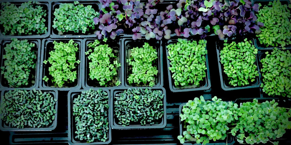 Plateau de micro-pousses violettes et vertes en pots, production durable destinée aux chefs et traiteurs de Suisse romande