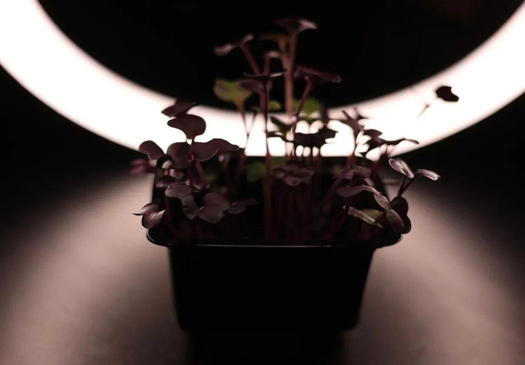 WhatsApp Image 2025-11-29 at 22.15.21.webp