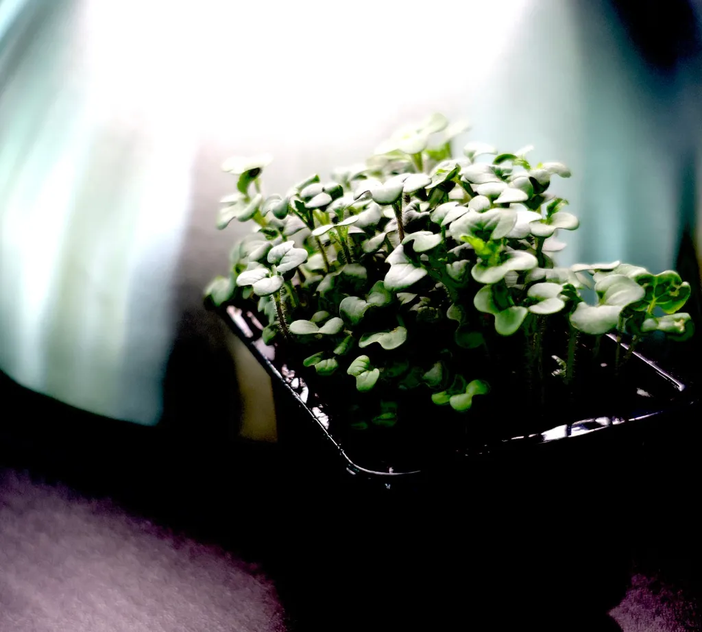 WhatsApp Image 2025-11-30 at 10.48.24.webp