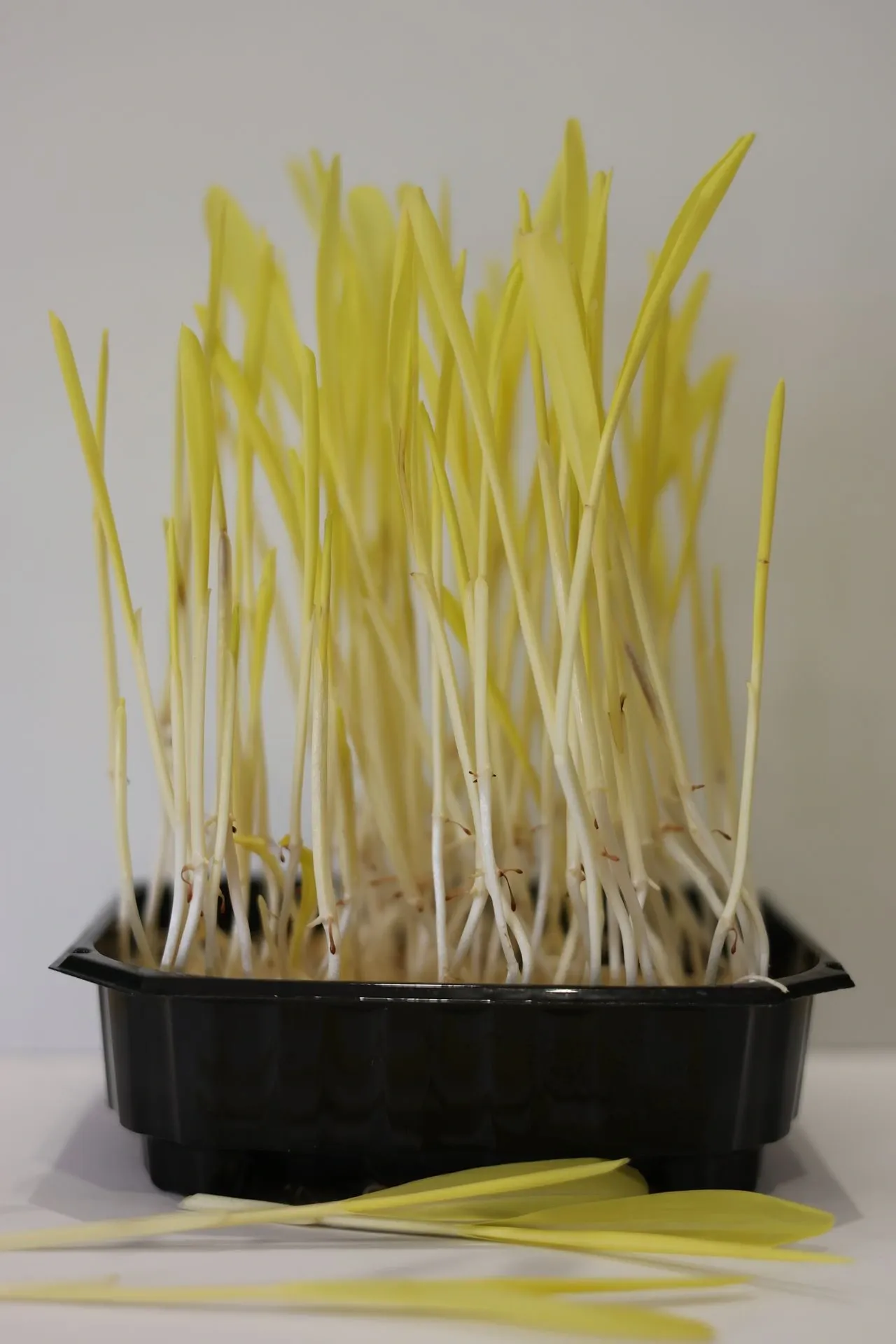 Pousses de Maïs étiolées