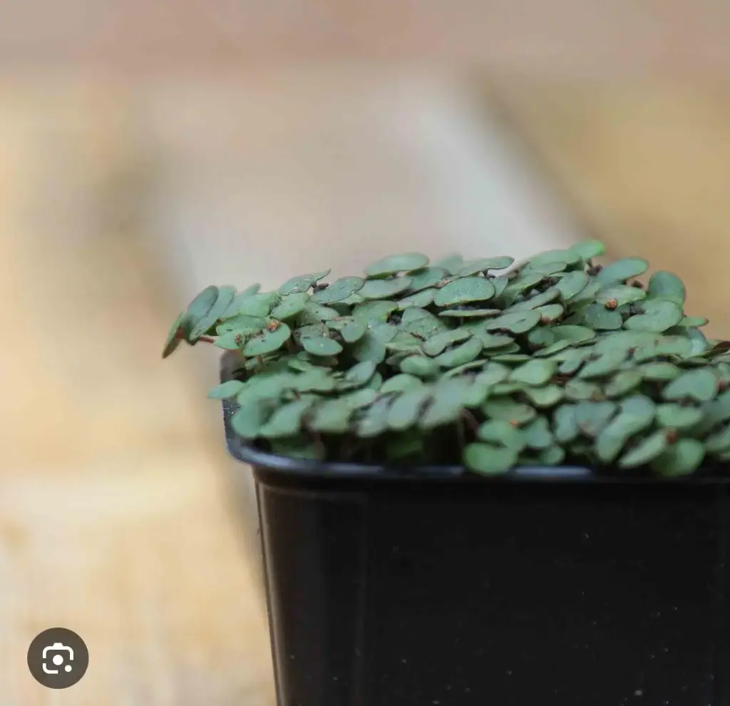 Pousses de Shisho Rouge