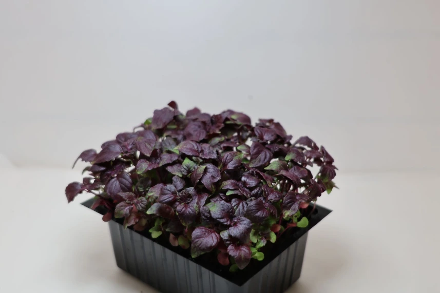 Pousses de Shiso Rouge