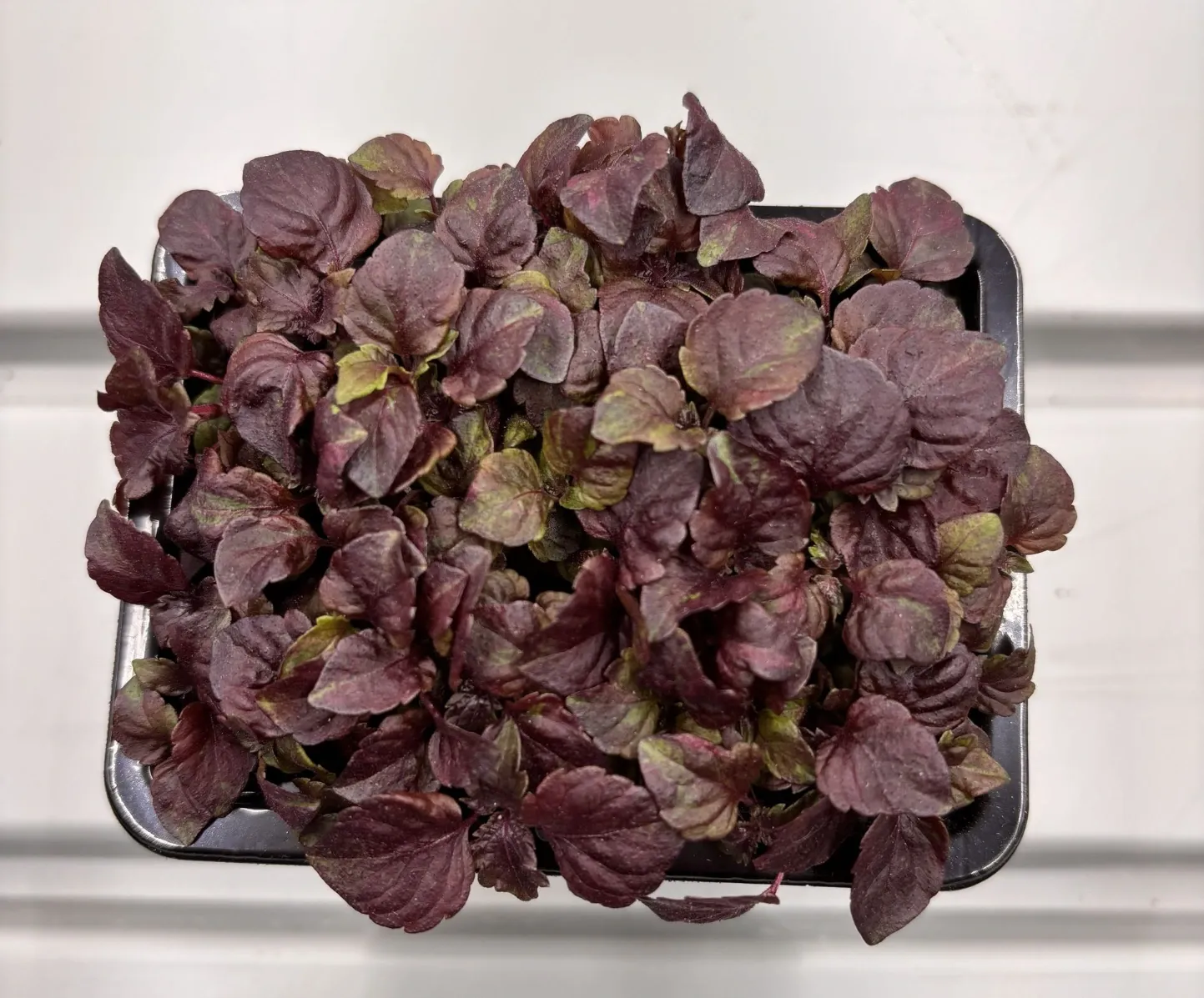Pousses de Shiso Rouge