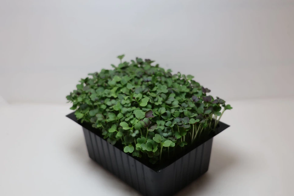 Pousses de Pak Choi
