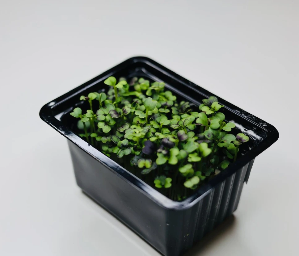 Pousses de Pak Choi