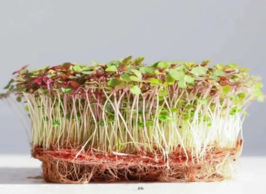 Pousses de Shisho Bicolores