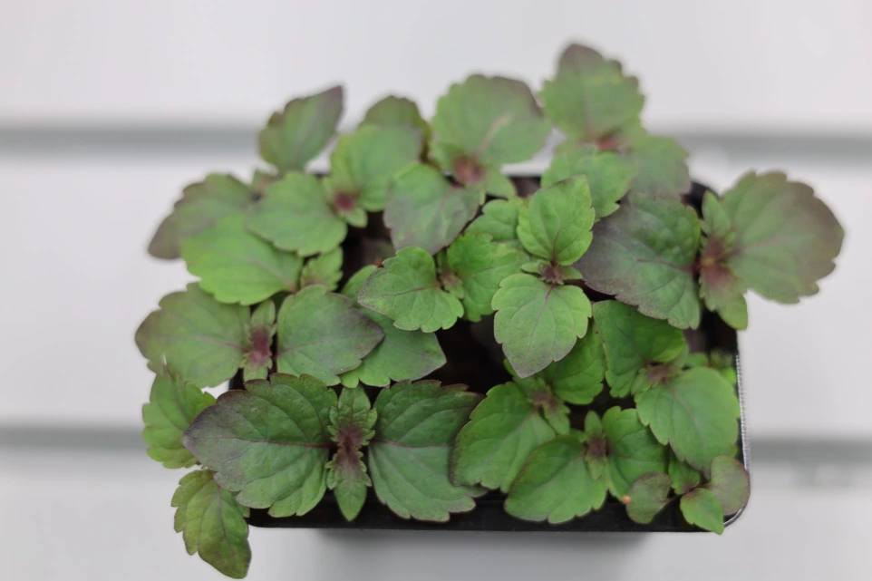 Pousses de Shiso Bicolores