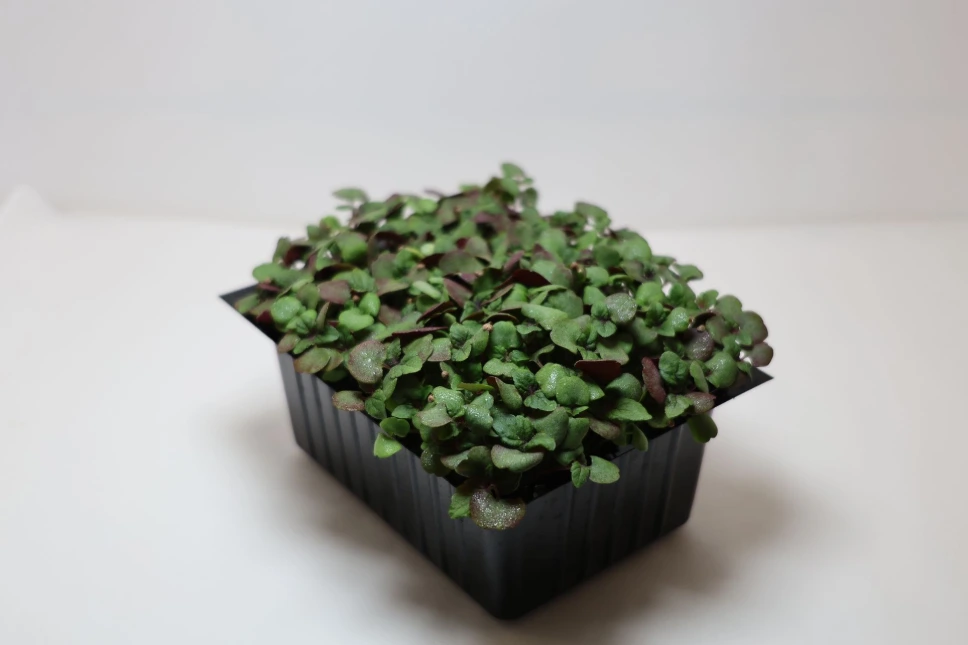 Pousses de Shiso Bicolores