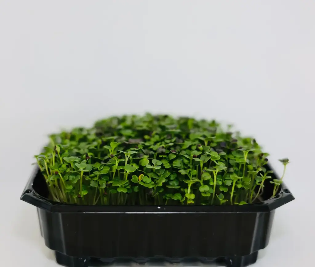 Pousses de Komatsuna