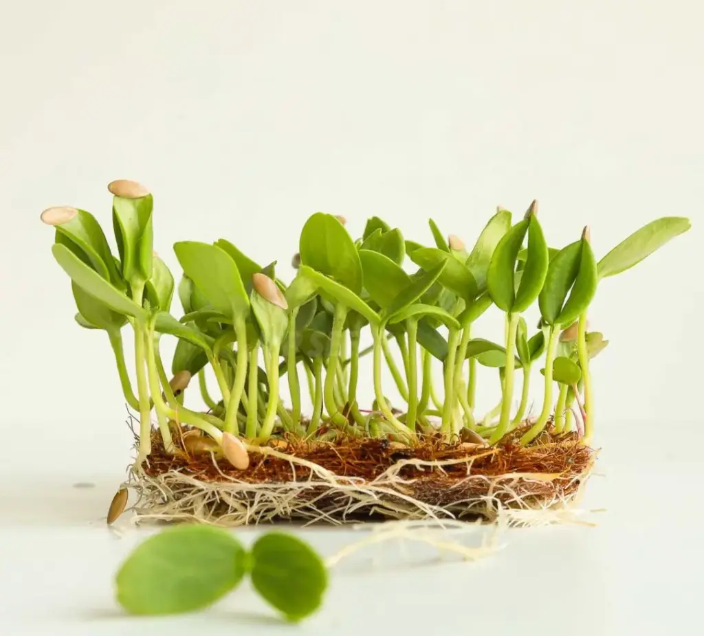 Pousses de Cantaloup