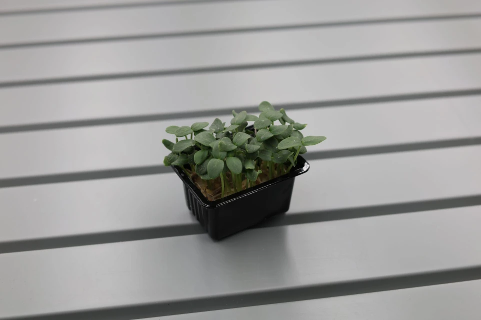 Pousses de Cantaloup