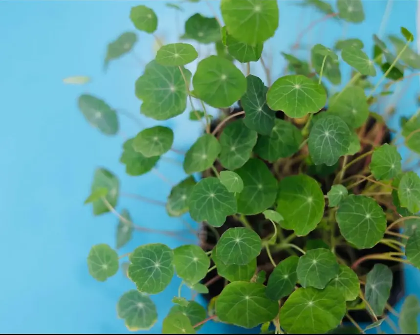 Pousses de Nasturtium