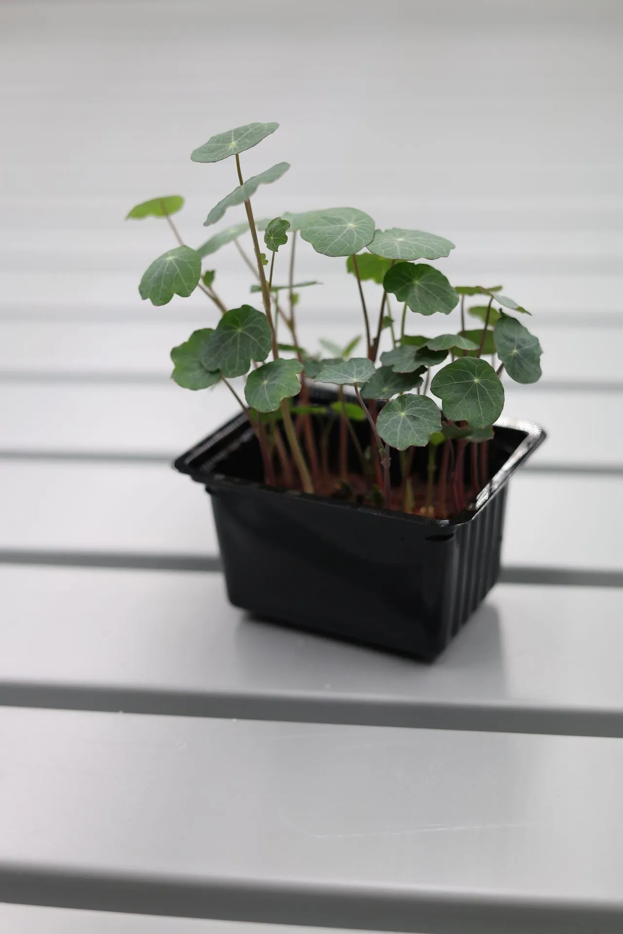 Pousses de Nasturtium