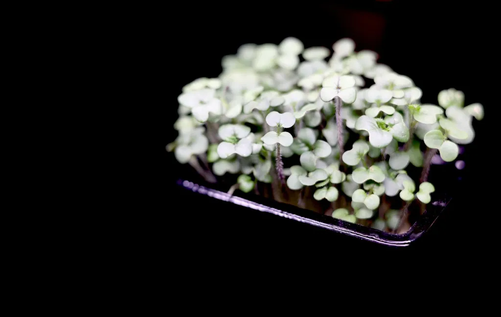 Pousses de Moutarde Blanche