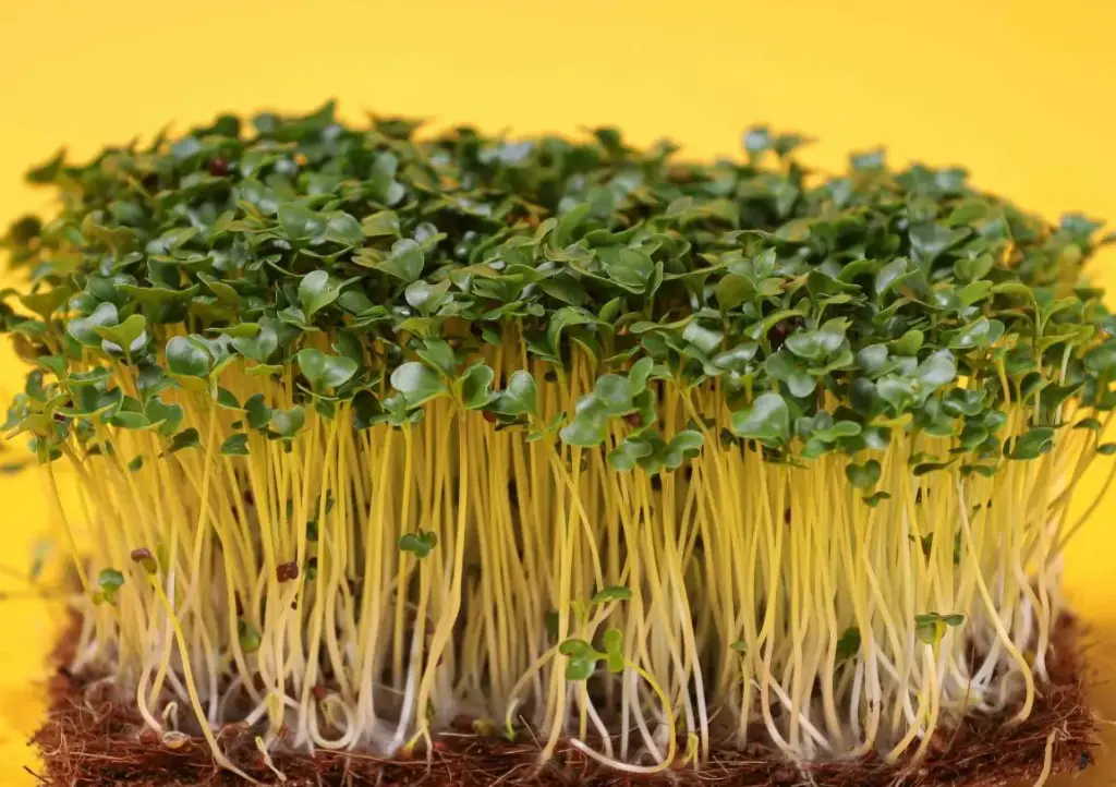 Pousses de Moutarde Noire