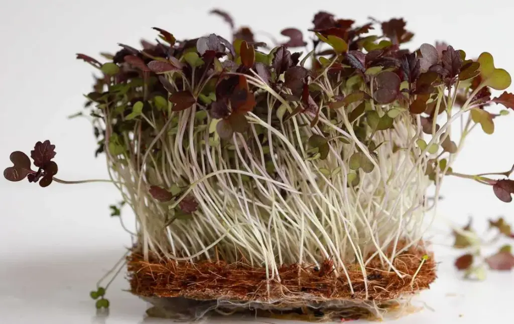 Pousses de Moutarde Rouge