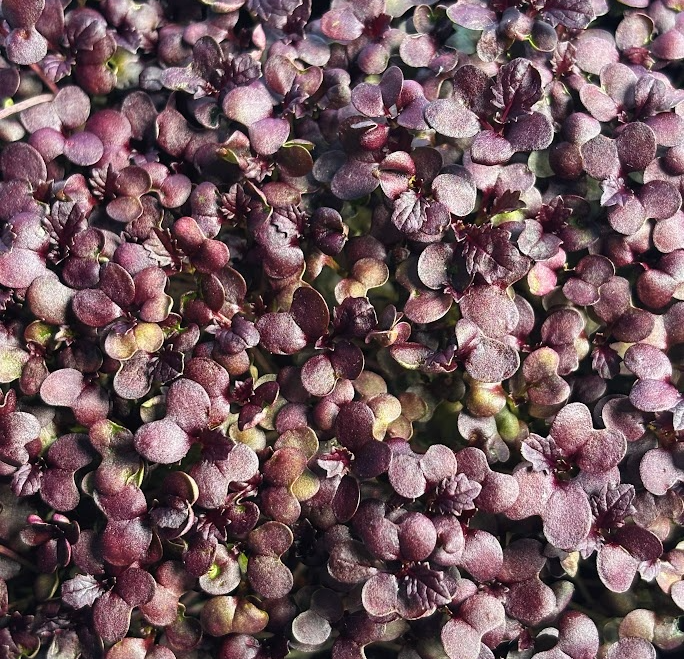 Pousses de Moutarde Rouge