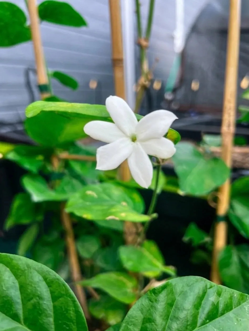 Fleurs de Jasmin Sambac