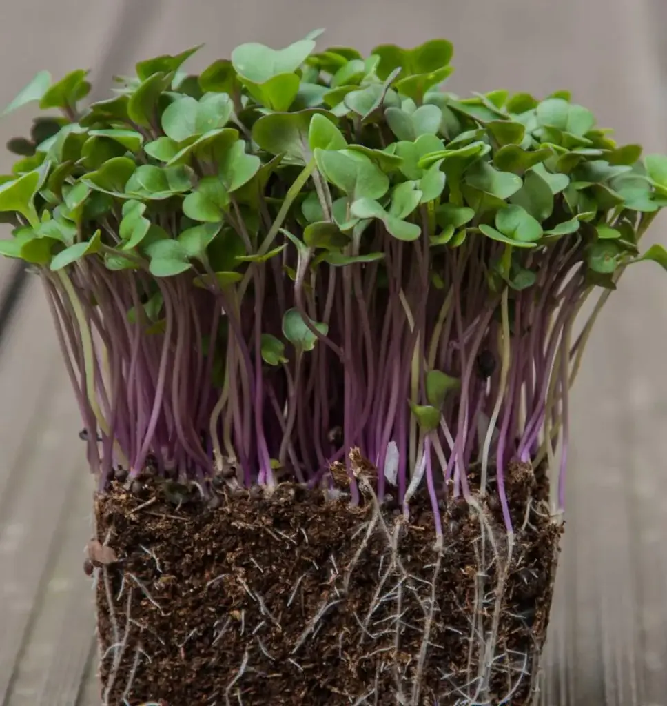 Pousses de Chou-rave