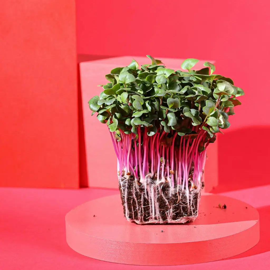 Pousses de Radis Rose