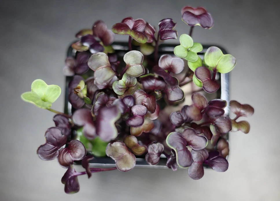 Pousses de Radis Tango