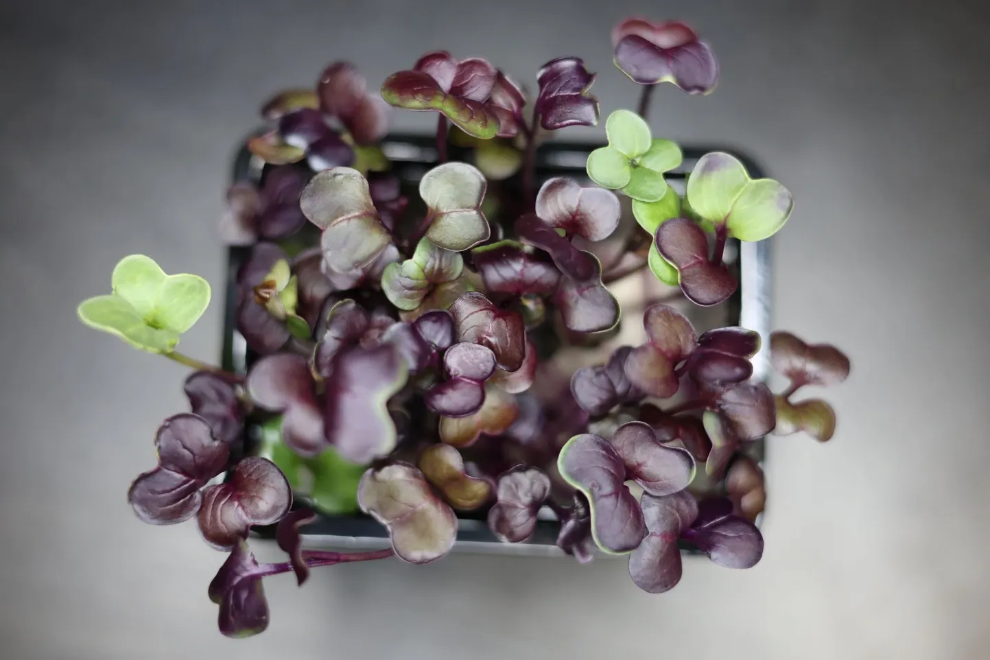 Pousses de Radis Rambo