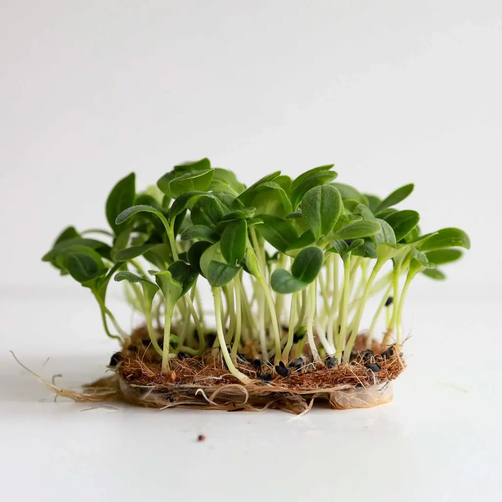 Pousses de Chardon-Marie