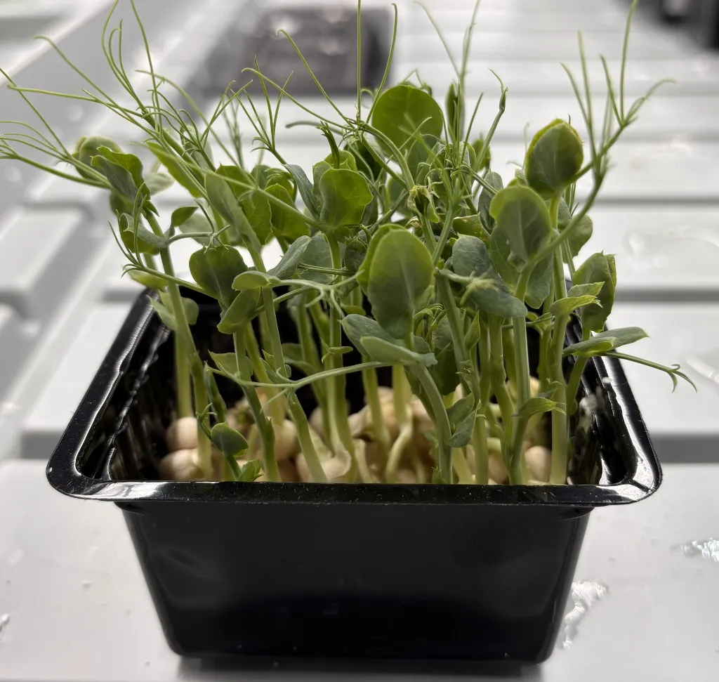 Pousses de Petit Pois