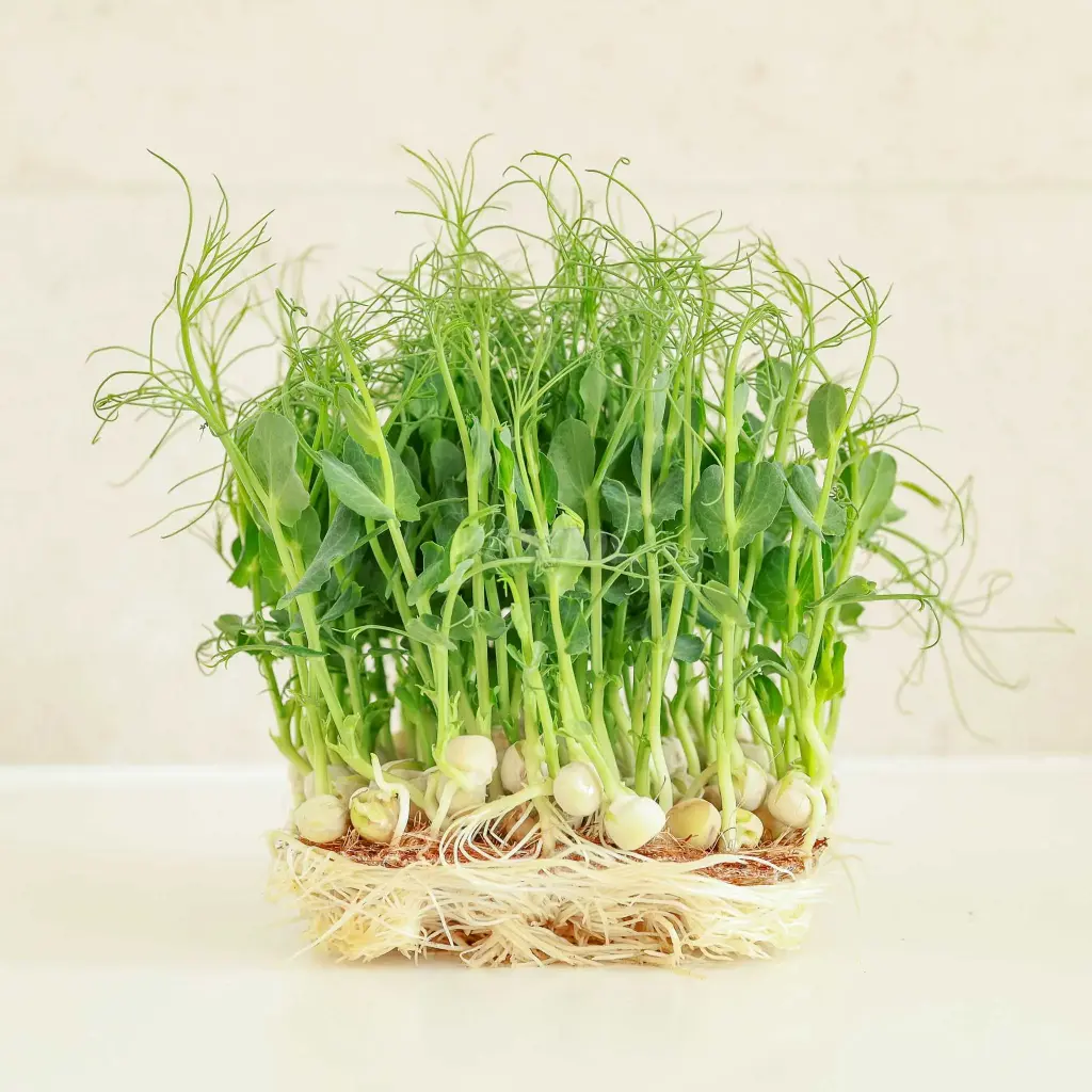 Pousses de Petit pois