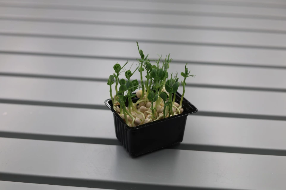 Pousses de Petit pois