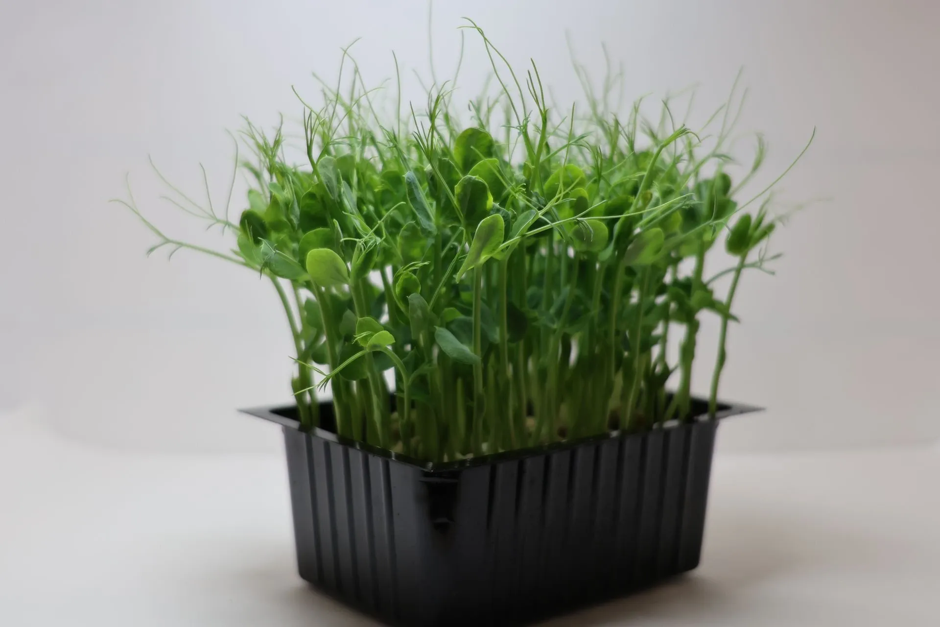 Pousses de Petit Pois
