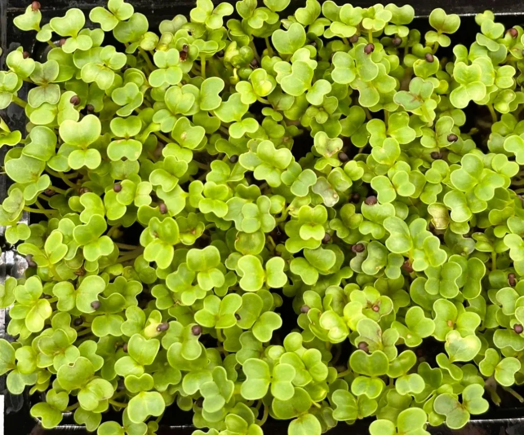 Pousses de Chou Kale