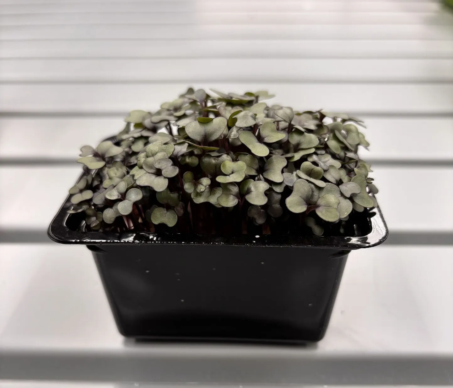 Pousses de Chou Rouge