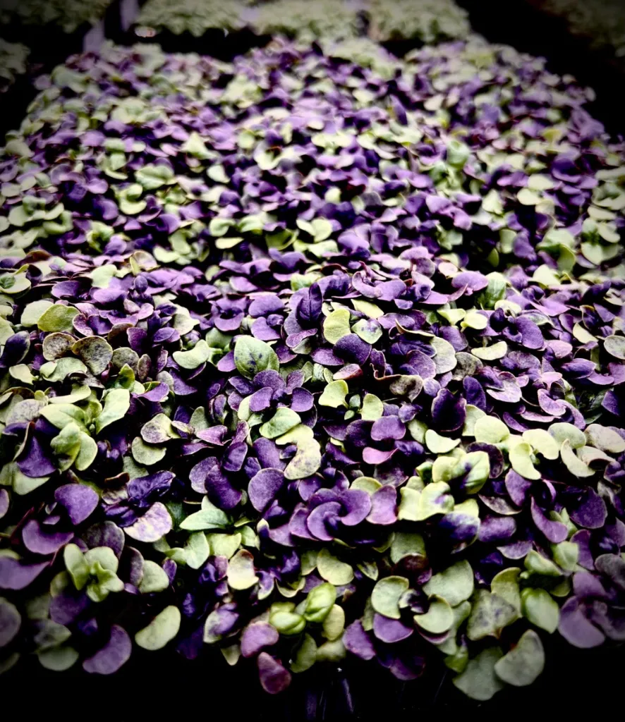 Pousses de Basilic Rouge