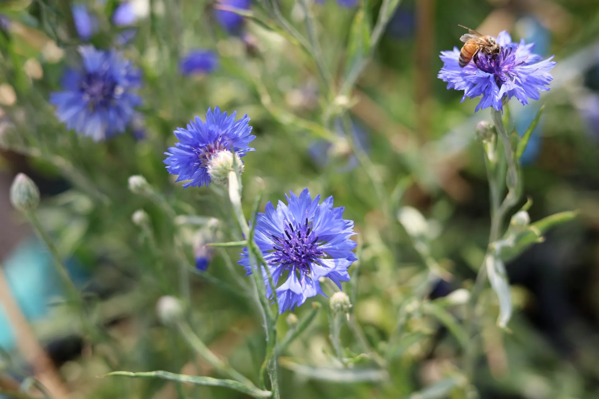 Fleurs de Bleuet