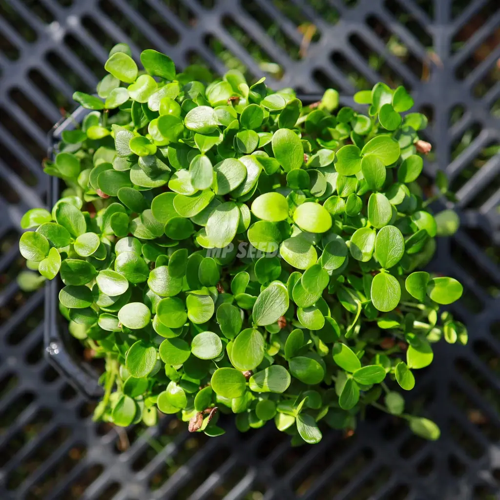 Pousses d'Acajou de Chine