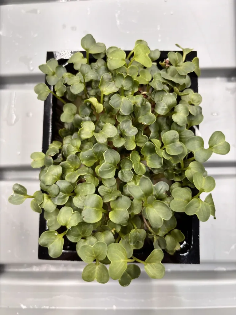 Pousses de Radis Daikon