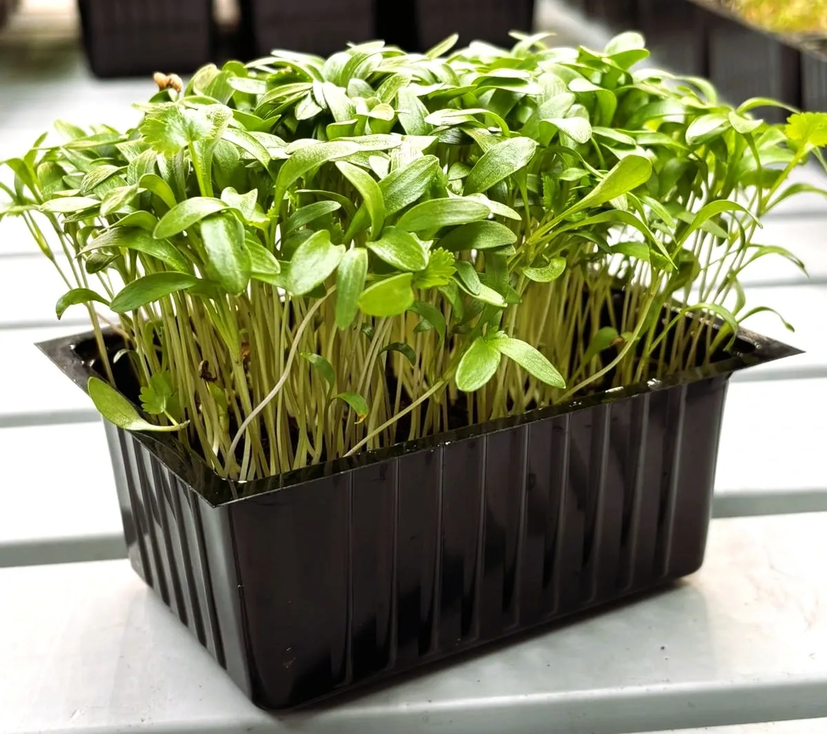 Pousses de Coriandre