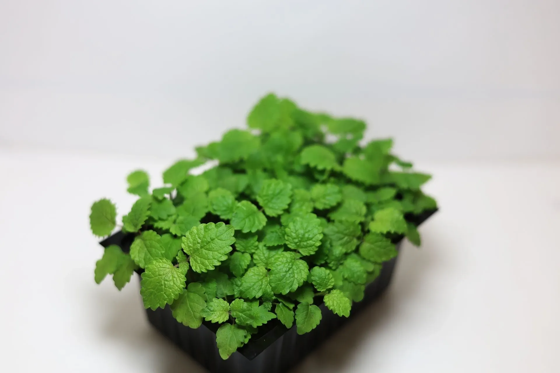 Pousses de Lemon Balm