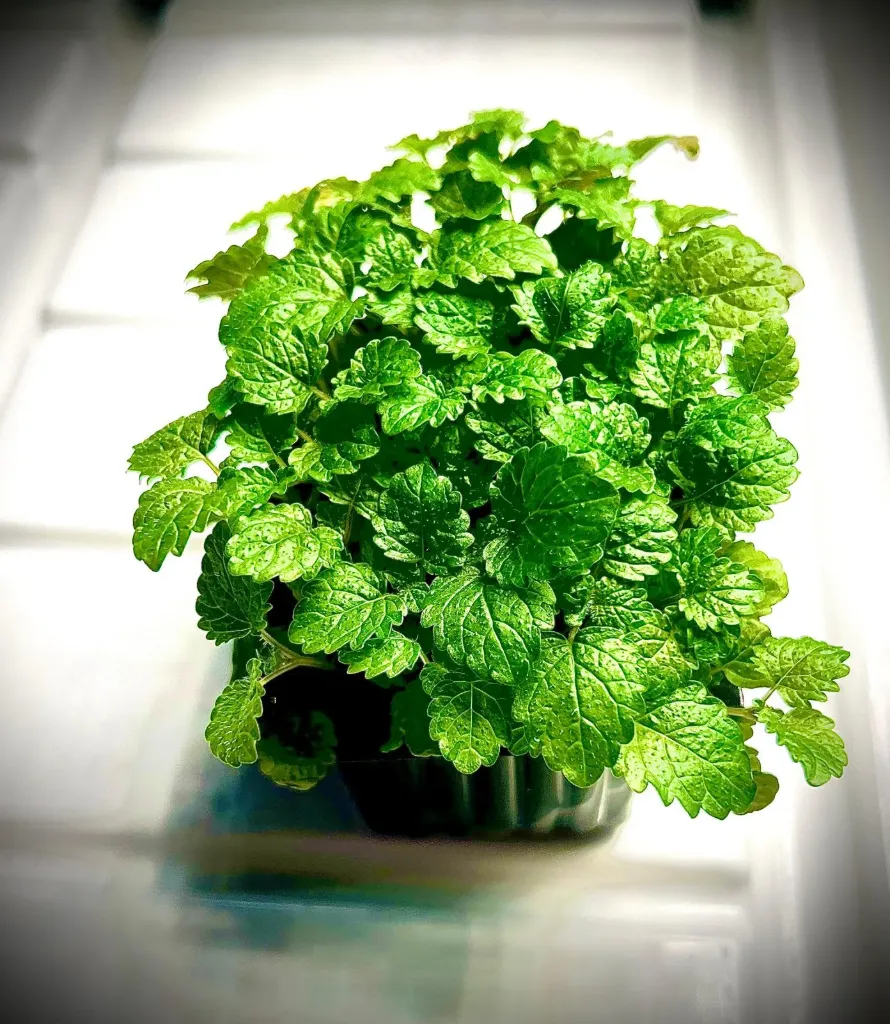 Pousses de Lemon Balm