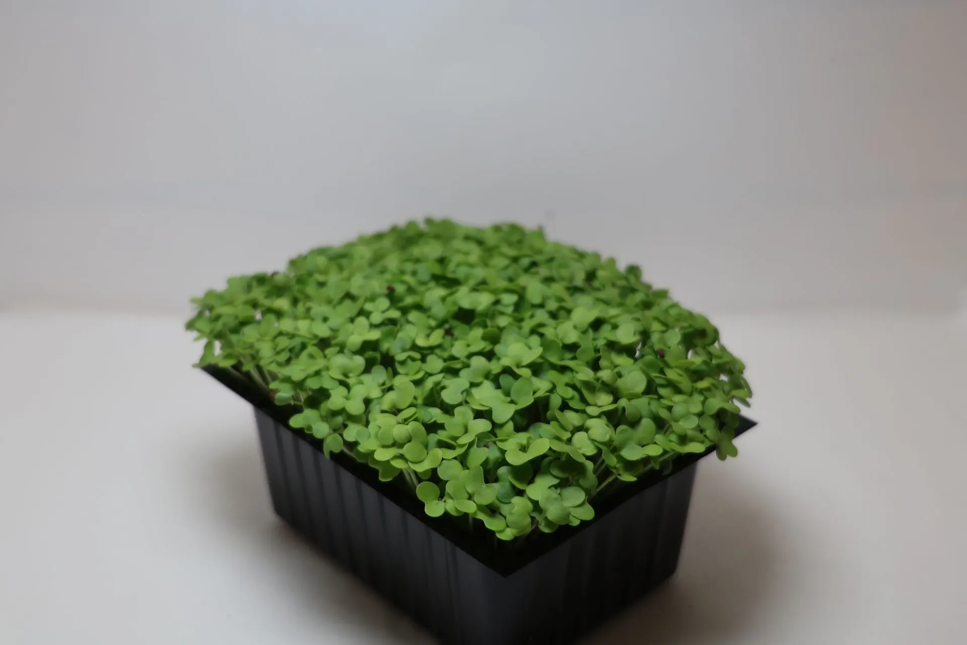 Pousses de Moutarde Wasabi