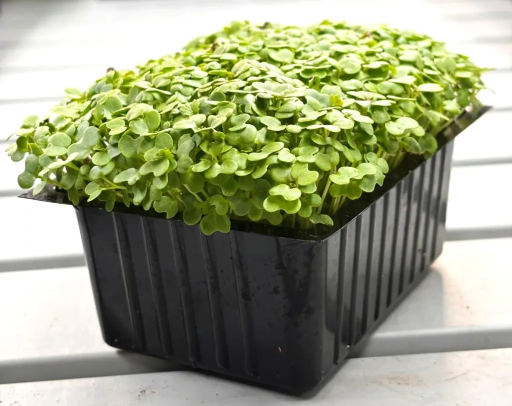 Pousses de Moutarde Wasabi