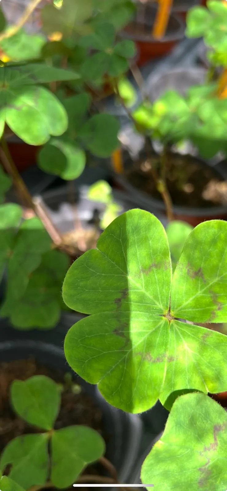 Pousses d'Oxalis