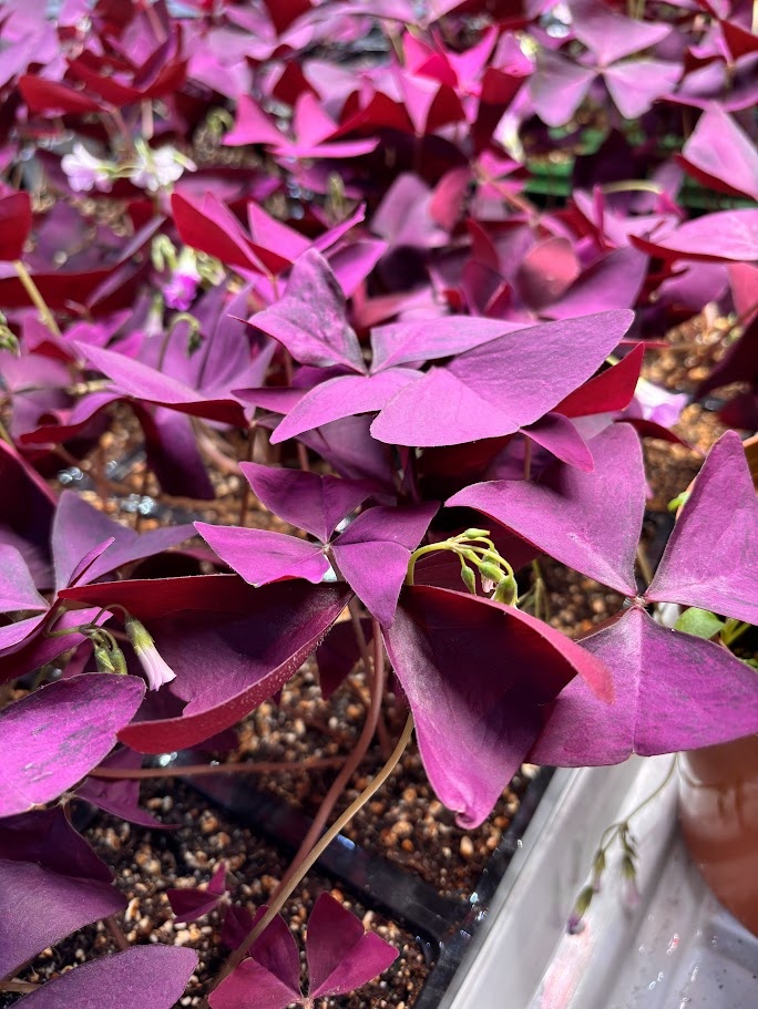 Pousses d'Oxalis Triangularis