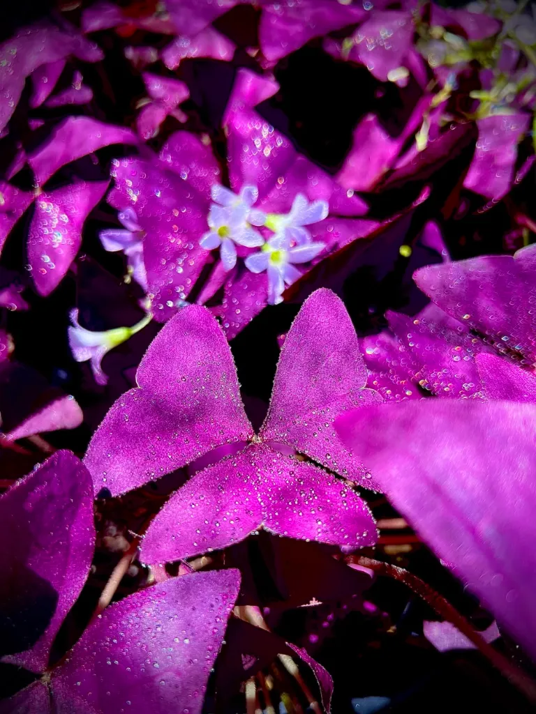 Pousses d'Oxalis Triangularis