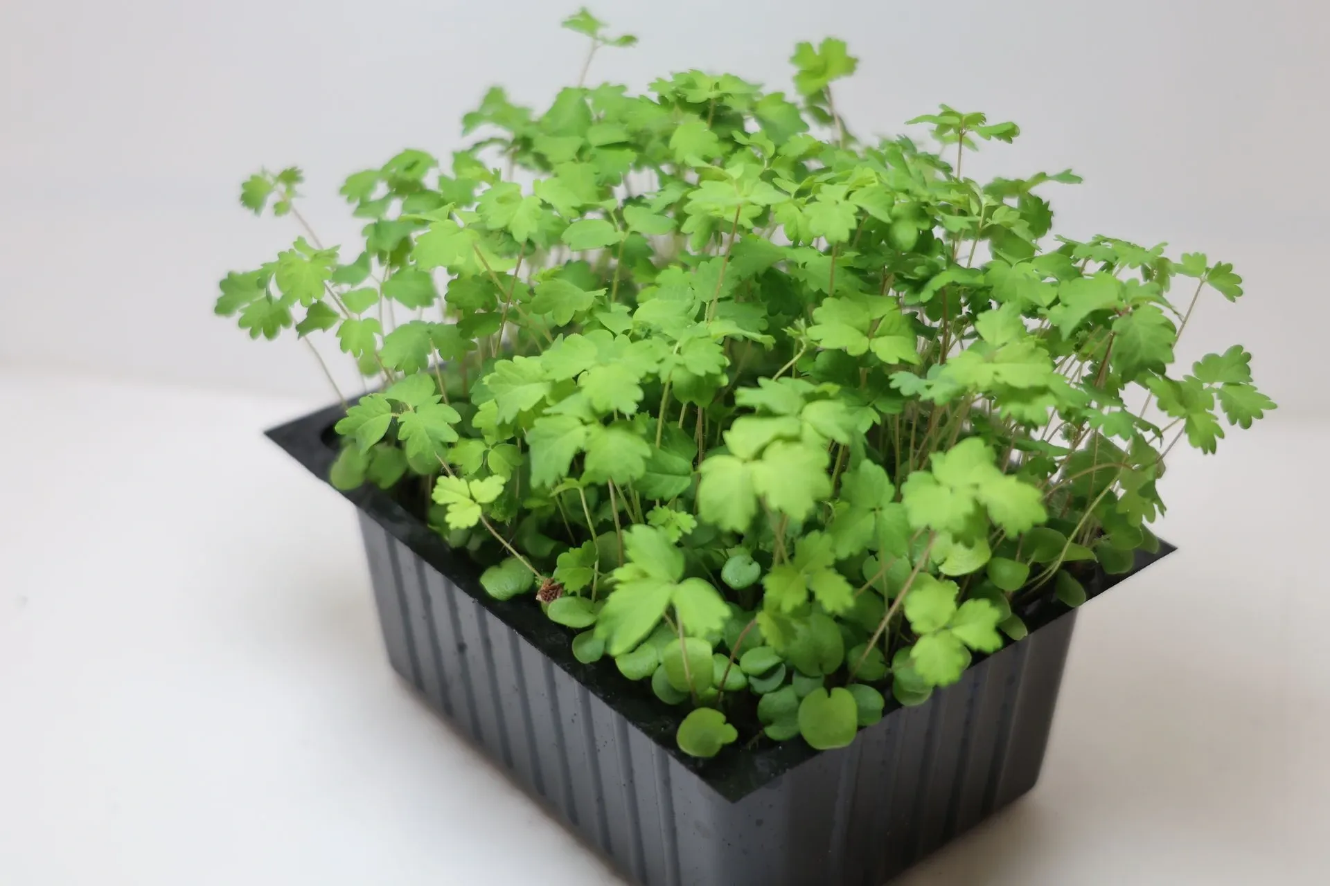 Pousses de Burnet Salad