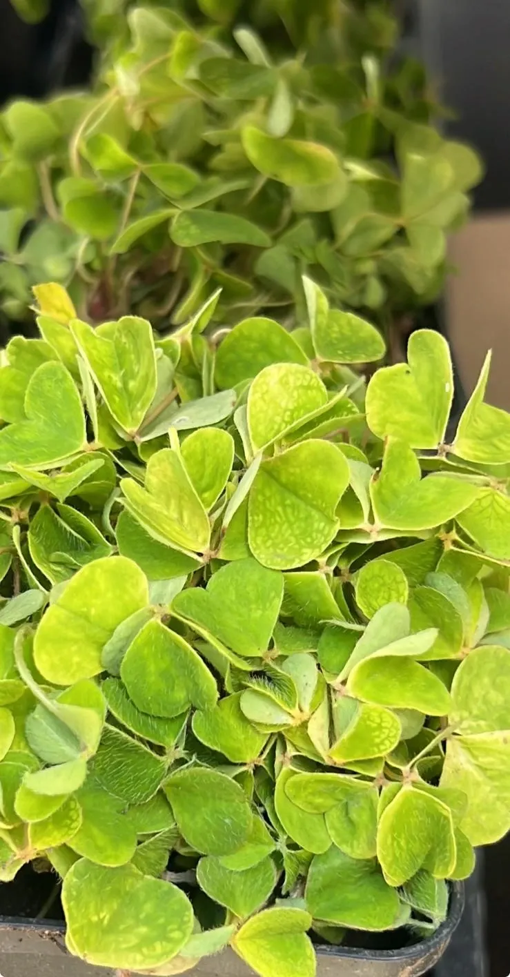 Pousses d'Oxalis Acetosella