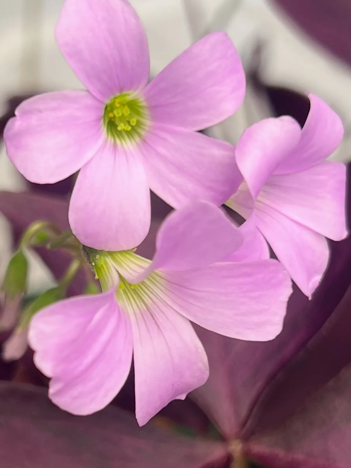 Fleurs d'Oxalis